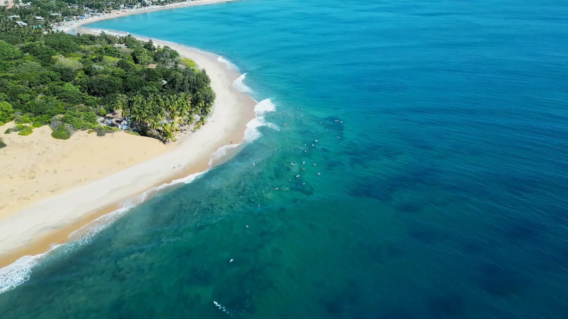 Aerial view of the palm-lined coastline near the hostel